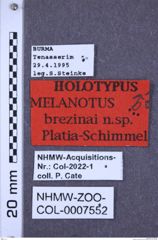 Etiketten zu Melanotus brezinai (NHMW-ZOO-COL-0007552)